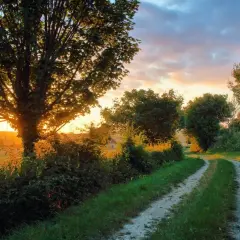 Chemin de terre bordé d'arbres, idéal pour des randonnées autour de Paris au coucher du soleil.