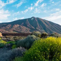 Le Teide, le pico mas alto de España, se dresse majestueusement sous un ciel bleu parsemé de nuages. La végétation luxuriante et les fleurs jaunes éclatantes bordent le paysage volcanique.