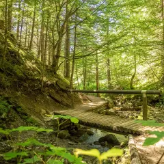 Chemin forestier ensoleillé, idéal pour une balade familiale à Villard-de-Lans, avec un pont en bois traversant un ruisseau.