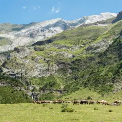 Un troupeau de chevaux broute paisiblement dans les **llanos de la Larri**, au pied de montagnes verdoyantes et rocheuses.