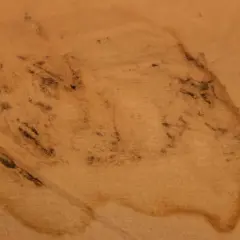 Tache de moisissure sur une toile de tente beige, indiquant la nécessité de nettoyer une toile de tente moisie.