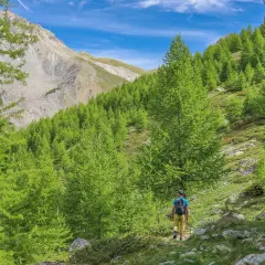 Randonneur sur un sentier bordé de mélèzes verdoyants, avec le Maljasset Ubaye en toile de fond.