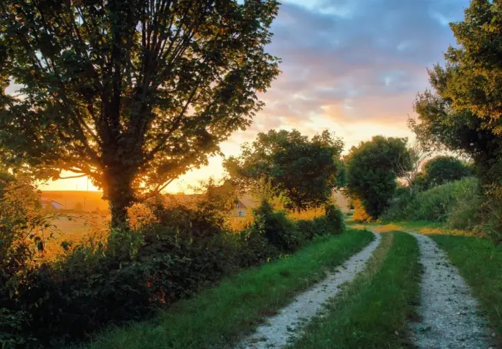 Chemin de terre bordé d'arbres, idéal pour des randonnées autour de Paris au coucher du soleil.