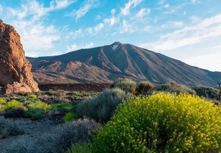 Le Teide, le pico mas alto de España, se dresse majestueusement sous un ciel bleu parsemé de nuages. La végétation luxuriante et les fleurs jaunes éclatantes bordent le paysage volcanique.