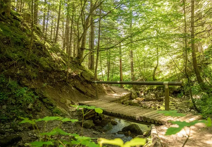 Chemin forestier ensoleillé, idéal pour une balade familiale à Villard-de-Lans, avec un pont en bois traversant un ruisseau.