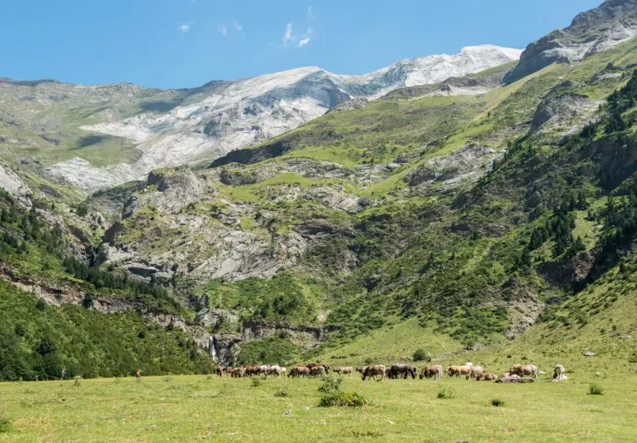 Un troupeau de chevaux broute paisiblement dans les **llanos de la Larri**, au pied de montagnes verdoyantes et rocheuses.