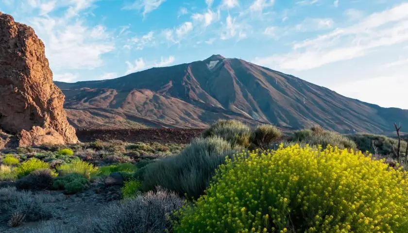 Le Teide, le pico mas alto de España, se dresse majestueusement sous un ciel bleu parsemé de nuages. La végétation luxuriante et les fleurs jaunes éclatantes bordent le paysage volcanique.