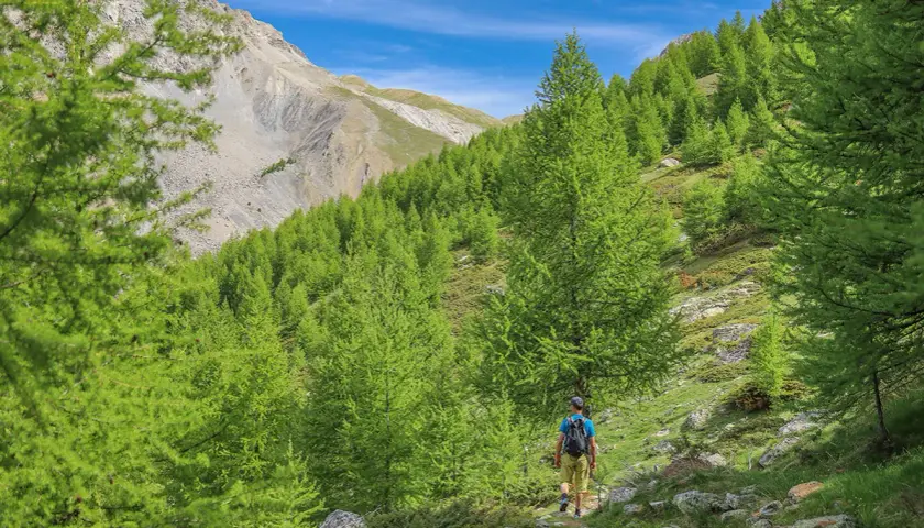 Randonneur sur un sentier bordé de mélèzes verdoyants, avec le Maljasset Ubaye en toile de fond.