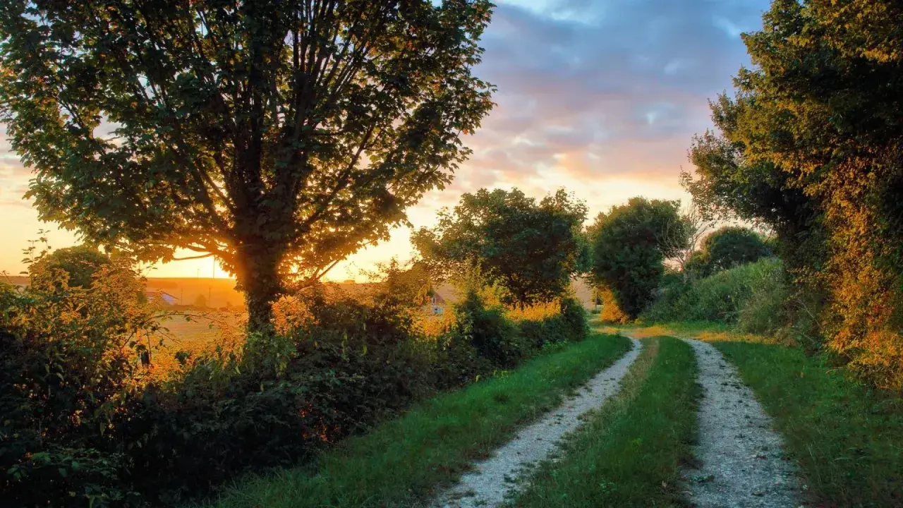 Chemin de terre bordé d'arbres, idéal pour des randonnées autour de Paris au coucher du soleil.