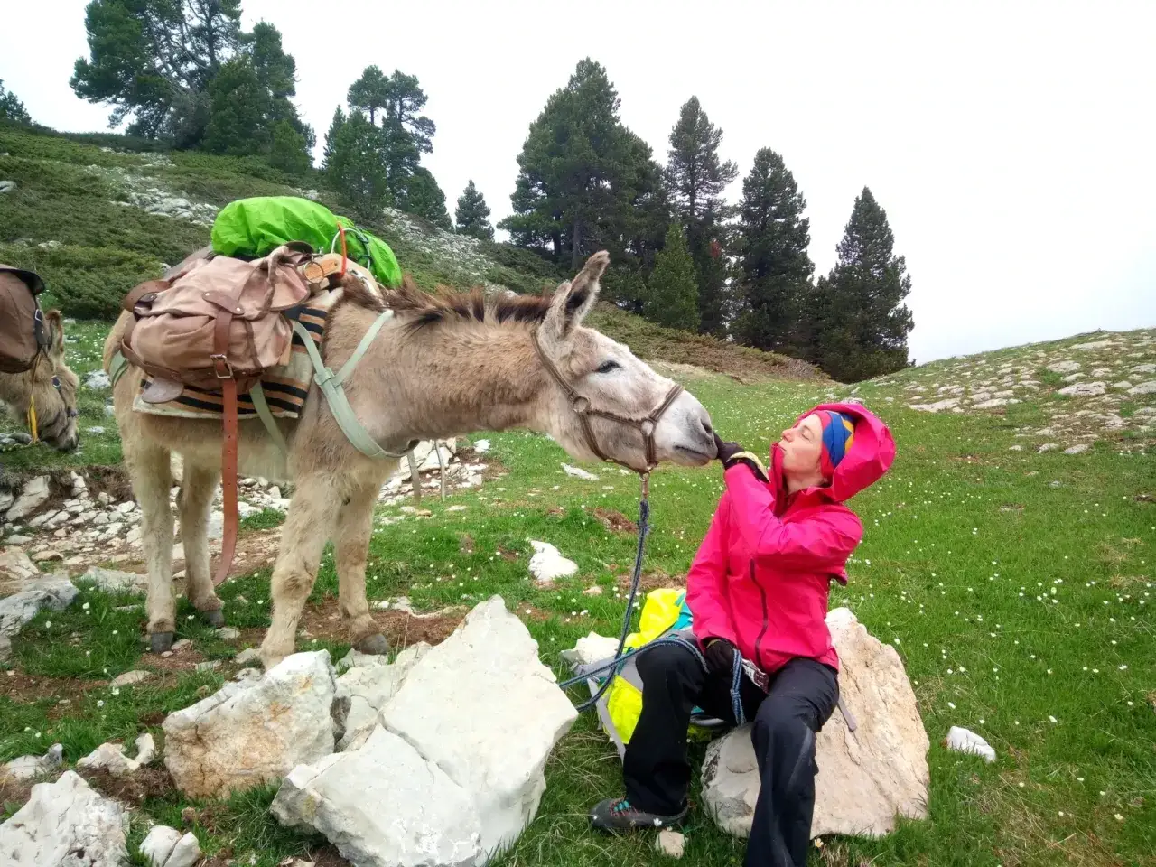 Moment tendre lors d'une randonn&eacute;e familiale &agrave; Font d'Urle. Un &acirc;ne charg&eacute; de sacs s'approche d'une jeune fille qui lui fait un bisou.