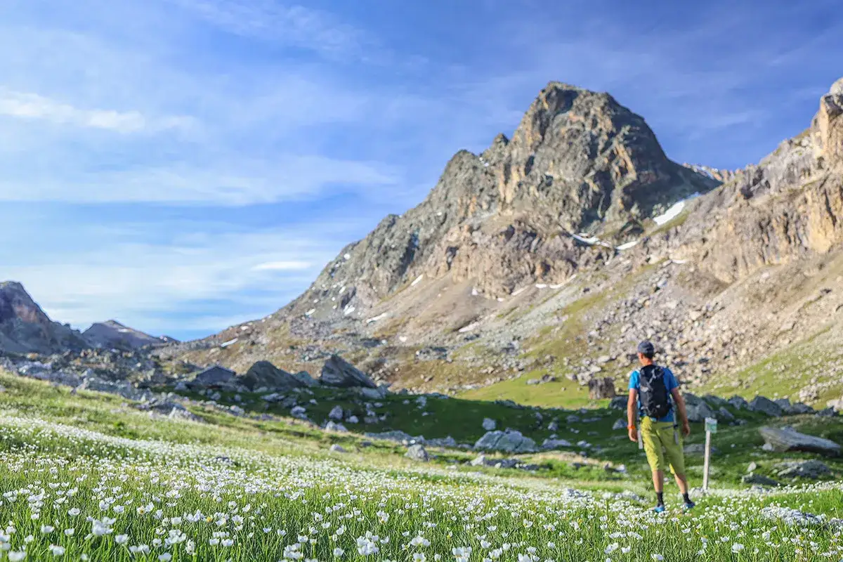 Randonneur dans un champ de fleurs blanches, face aux montagnes majestueuses de Maljasset Ubaye. Ciel bleu et nuages légers.