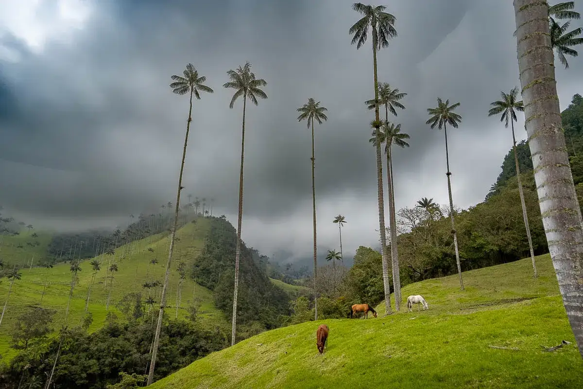 Vall&eacute;e de Cocora en Colombie, palmiers de cire g&eacute;ants se dressant sous un ciel orageux, chevaux paissant sur une colline verdoyante.