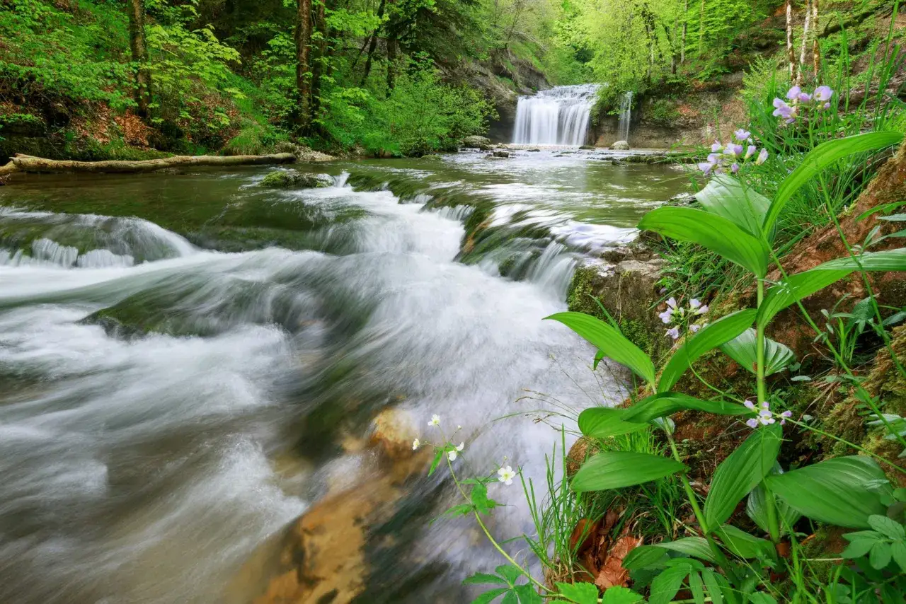 Une belle randonn&eacute;e des cascades dans une for&ecirc;t verdoyante. L'eau vive d&eacute;vale les rochers, menant &agrave; une cascade plus large en arri&egrave;re-plan. Des fleurs sauvages pars&egrave;ment la rive.