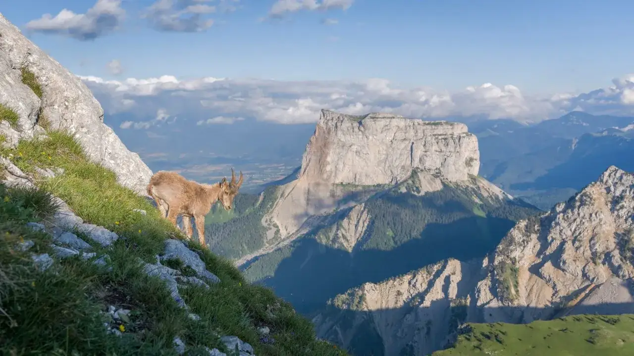 Un bouquetin observe le panorama spectaculaire du point culminant du Vercors, avec ses falaises imposantes et ses vallées ombragées.